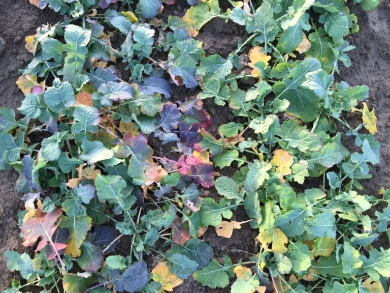 TuYV symptoms in the field in autum_suseceptible cultivar left_resistant cultivar right