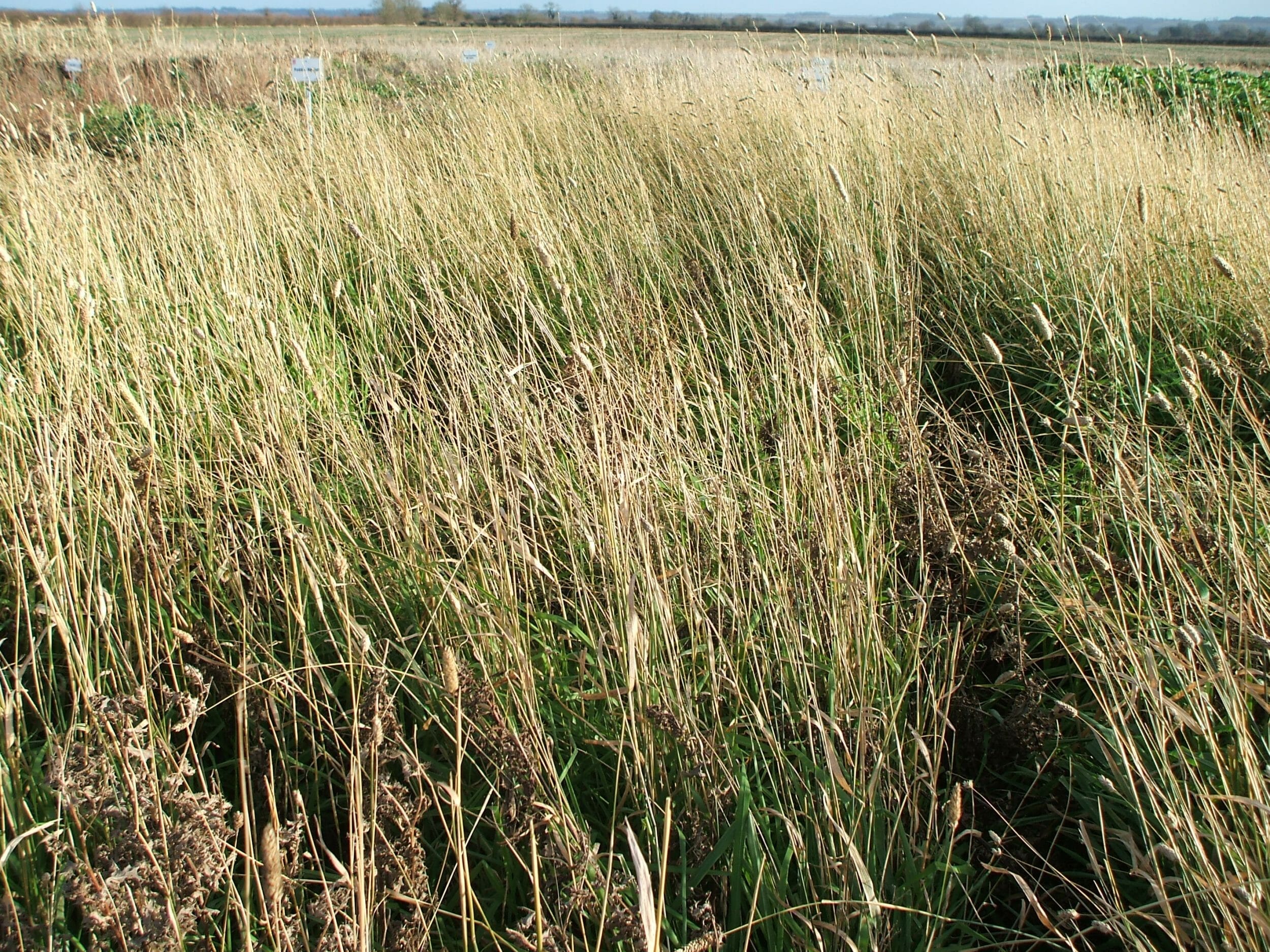 Limagrain UK Canary Grass Winter