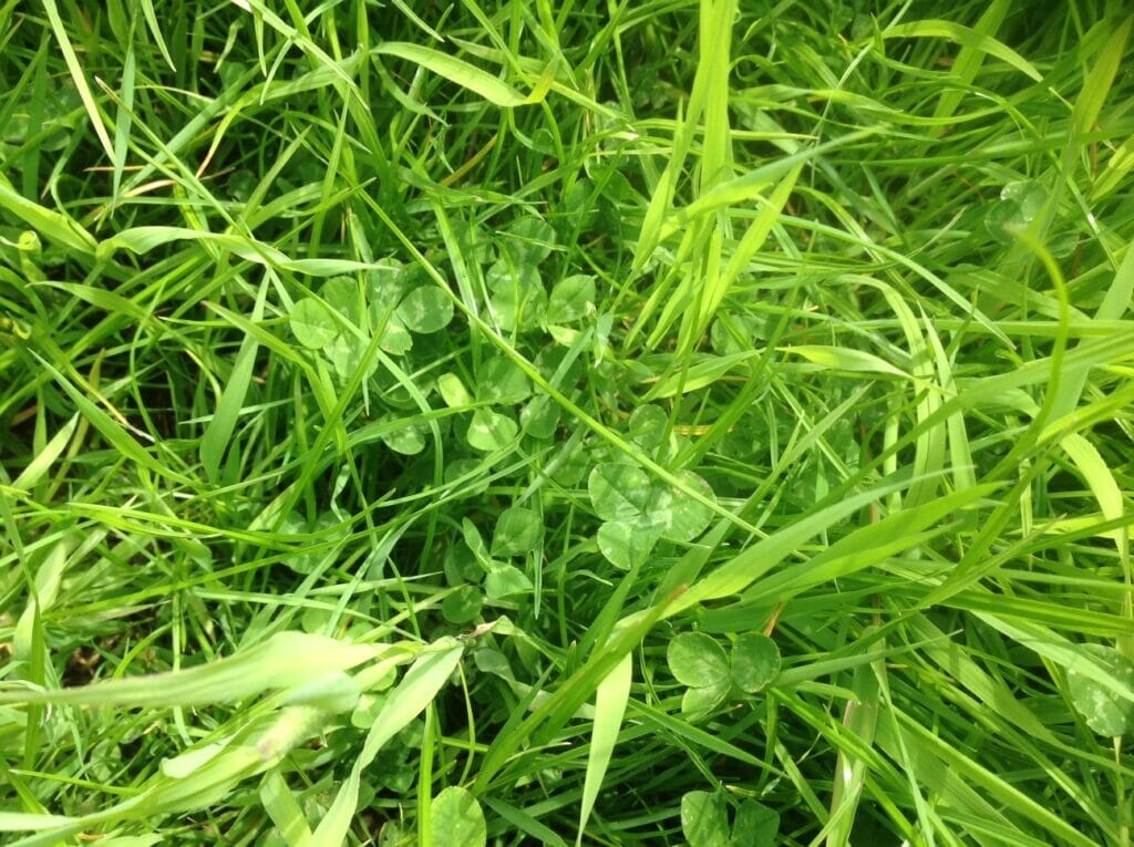 SMG Castlehill Grass Mixture