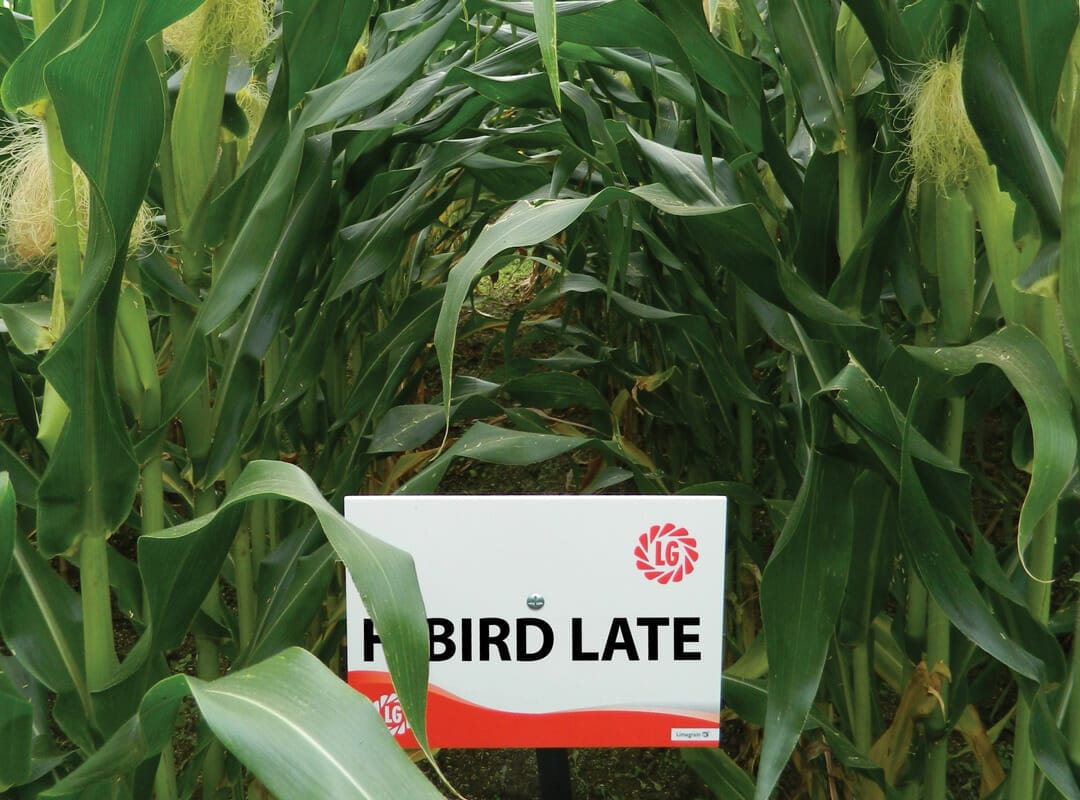 HiBird-Late-Maize