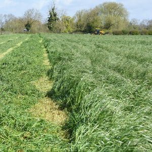 LG-Monarch-quality-silage-grass-mixture