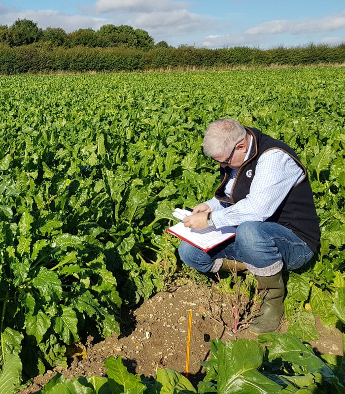 Martin-fodder-beet