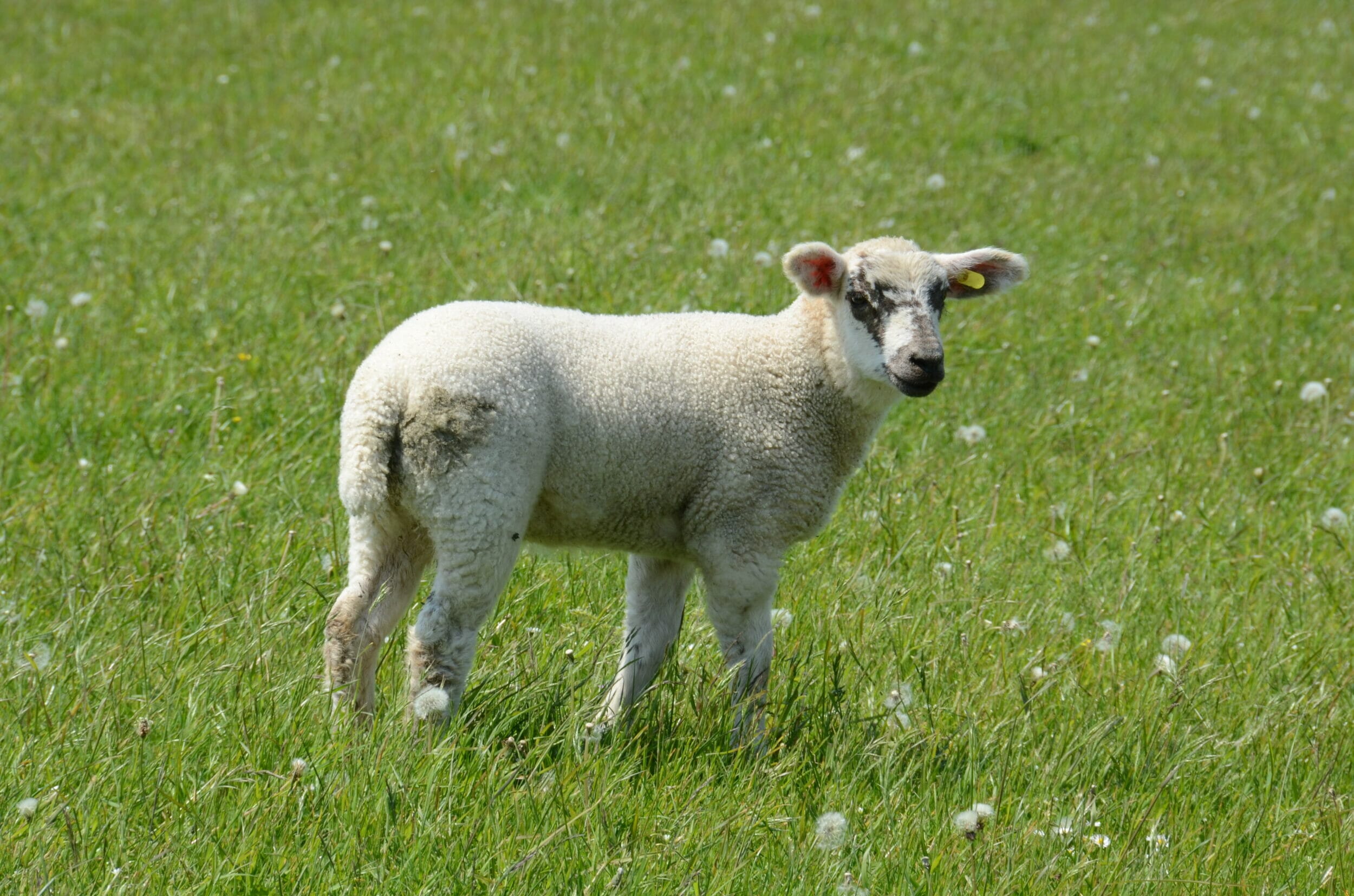 Lamb in SMG Meadow Mixture