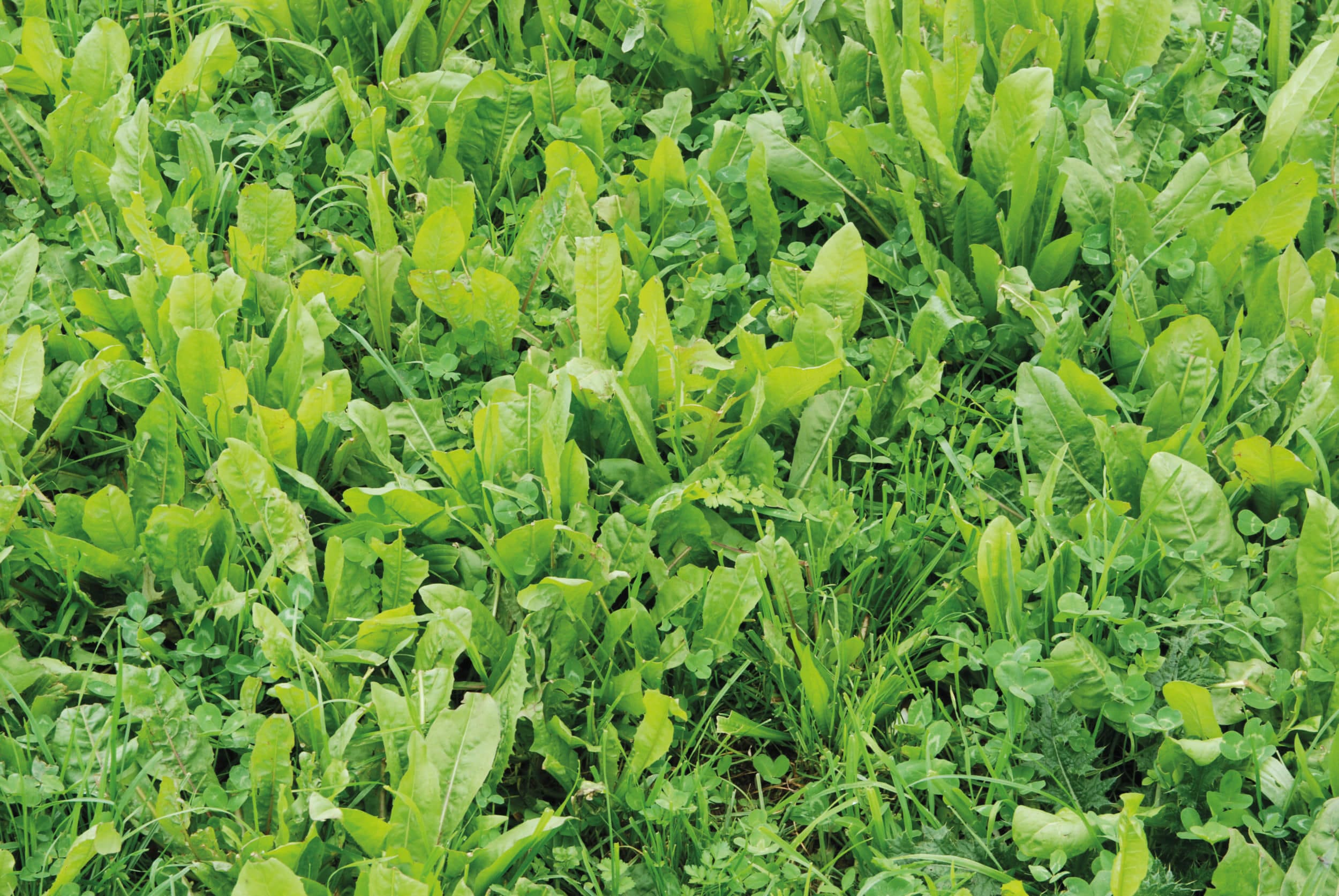 SMG-Lambtastic-Grass-Mixture-with-plantain-and-chicory