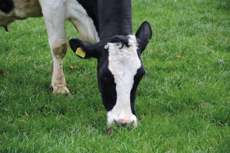 Dairy cow grazing Sinclair McGill Prosper grass mixture