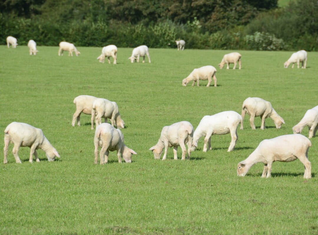 Lambs grazing on Sinclair McGill Extra Lamb