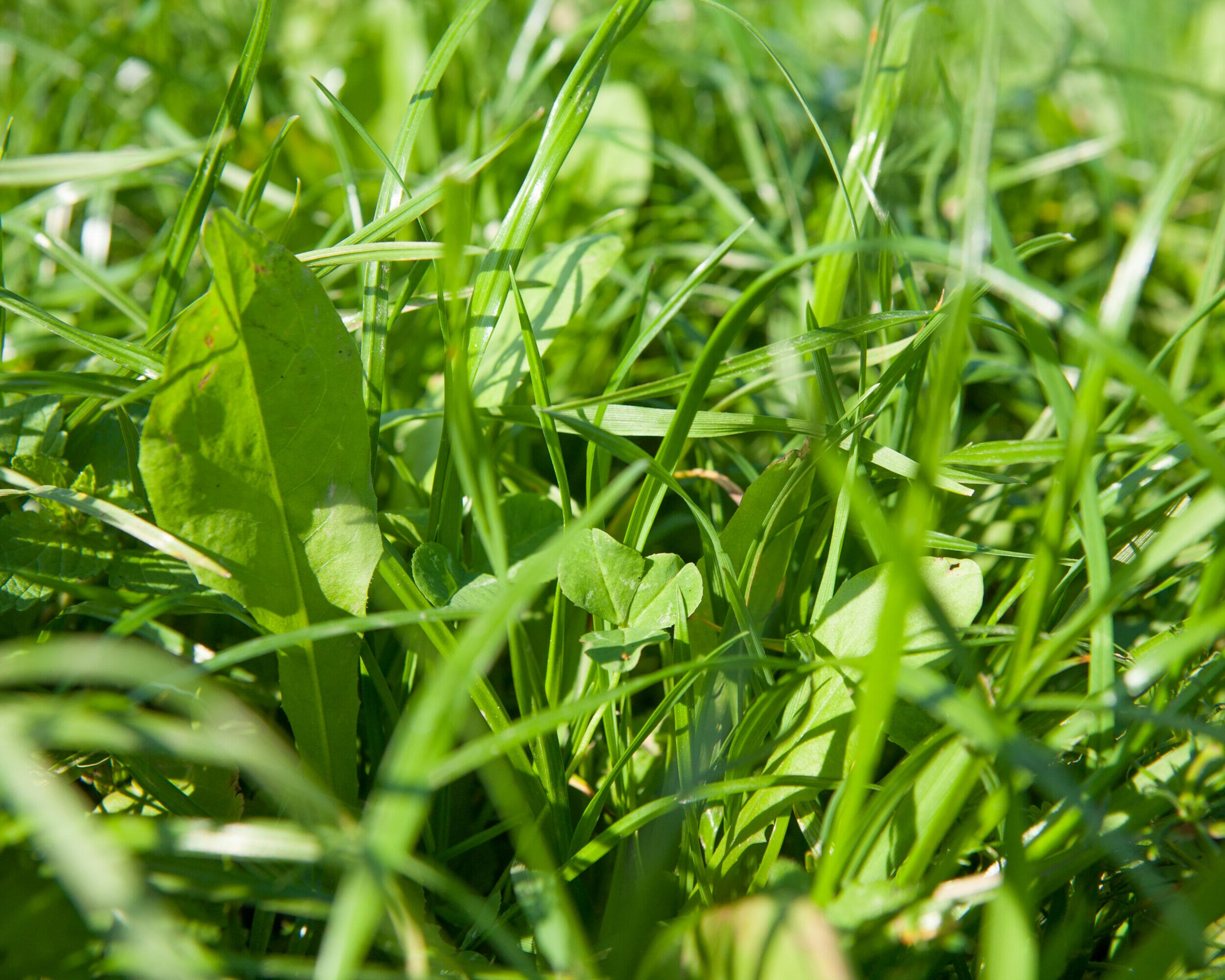 SMG-Polycrop-clover-chicory