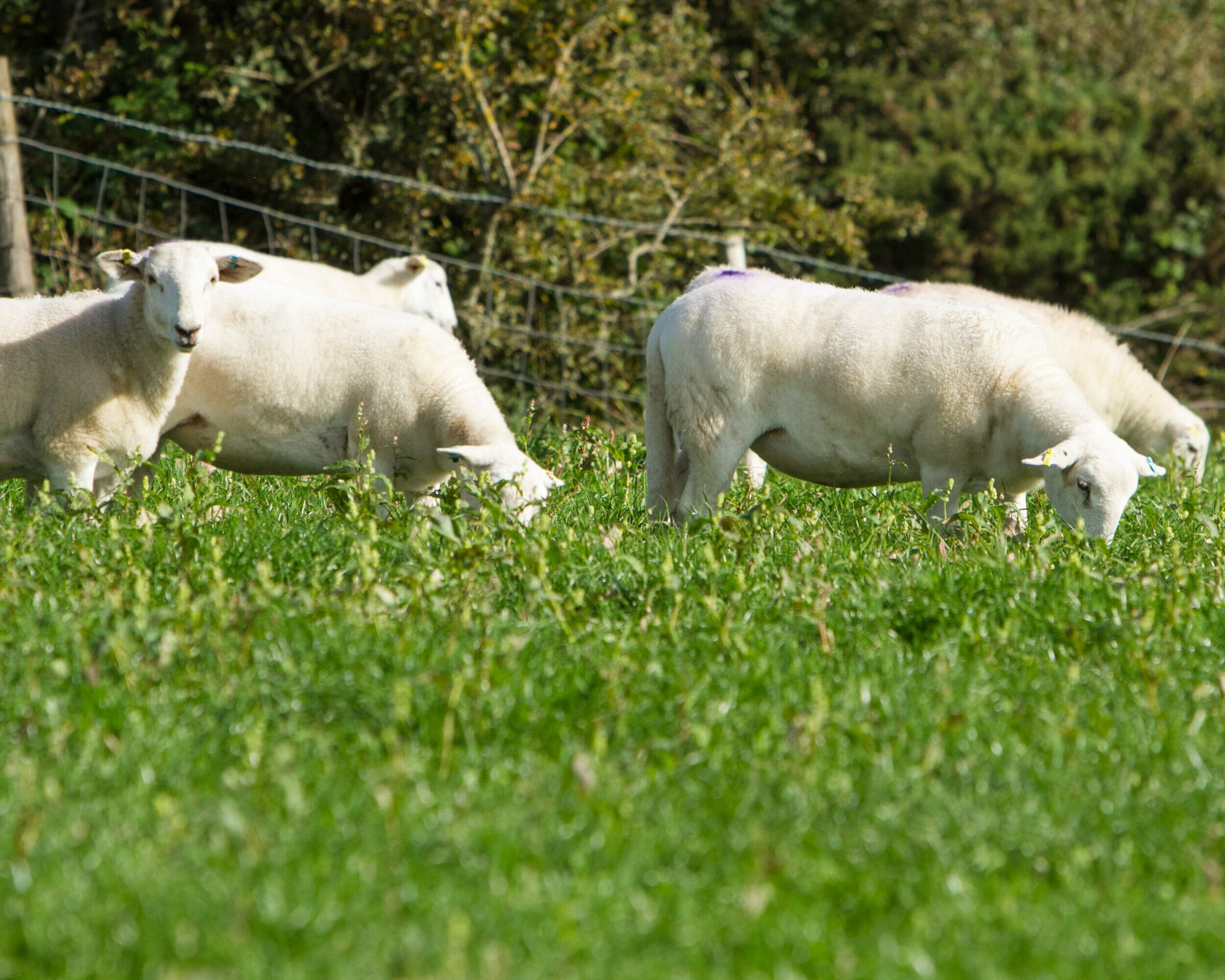 Sheep grazing SMG-Polycrop