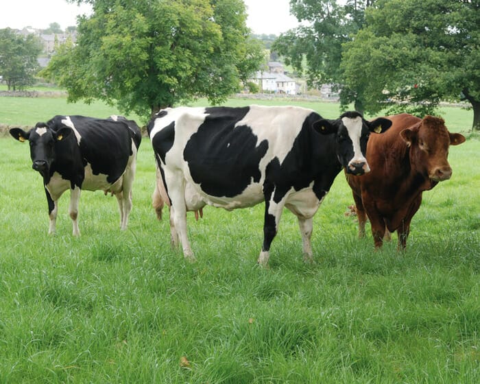 Three cows in SMG-Progress grass mixture