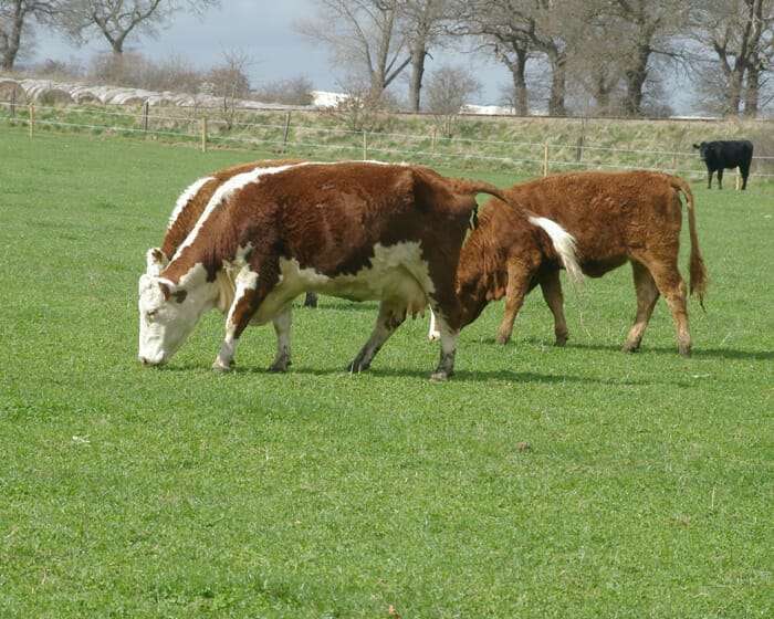 Beef cattle grazing SMG-Turbo