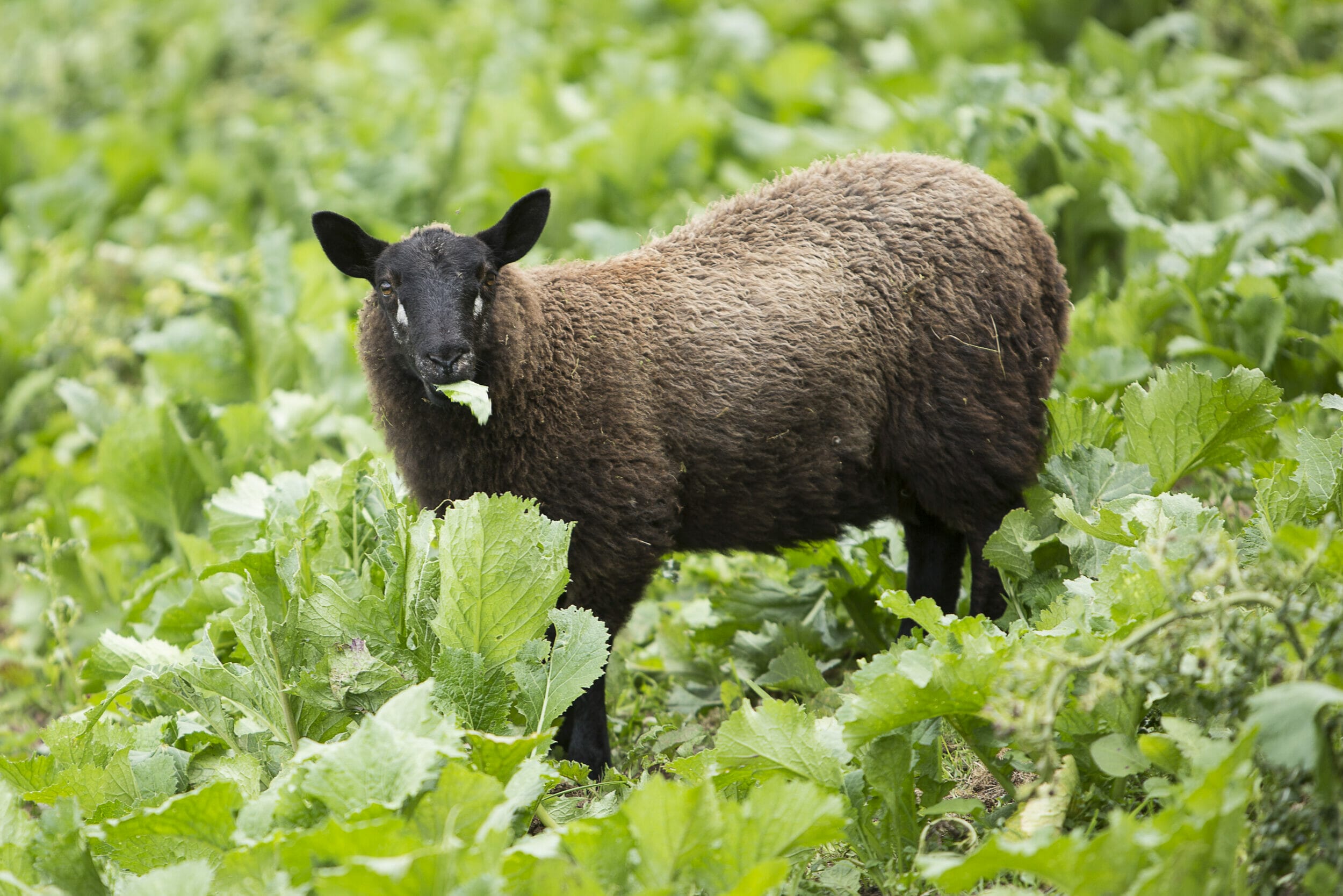 Sheep on Skyfall bounce back brassica