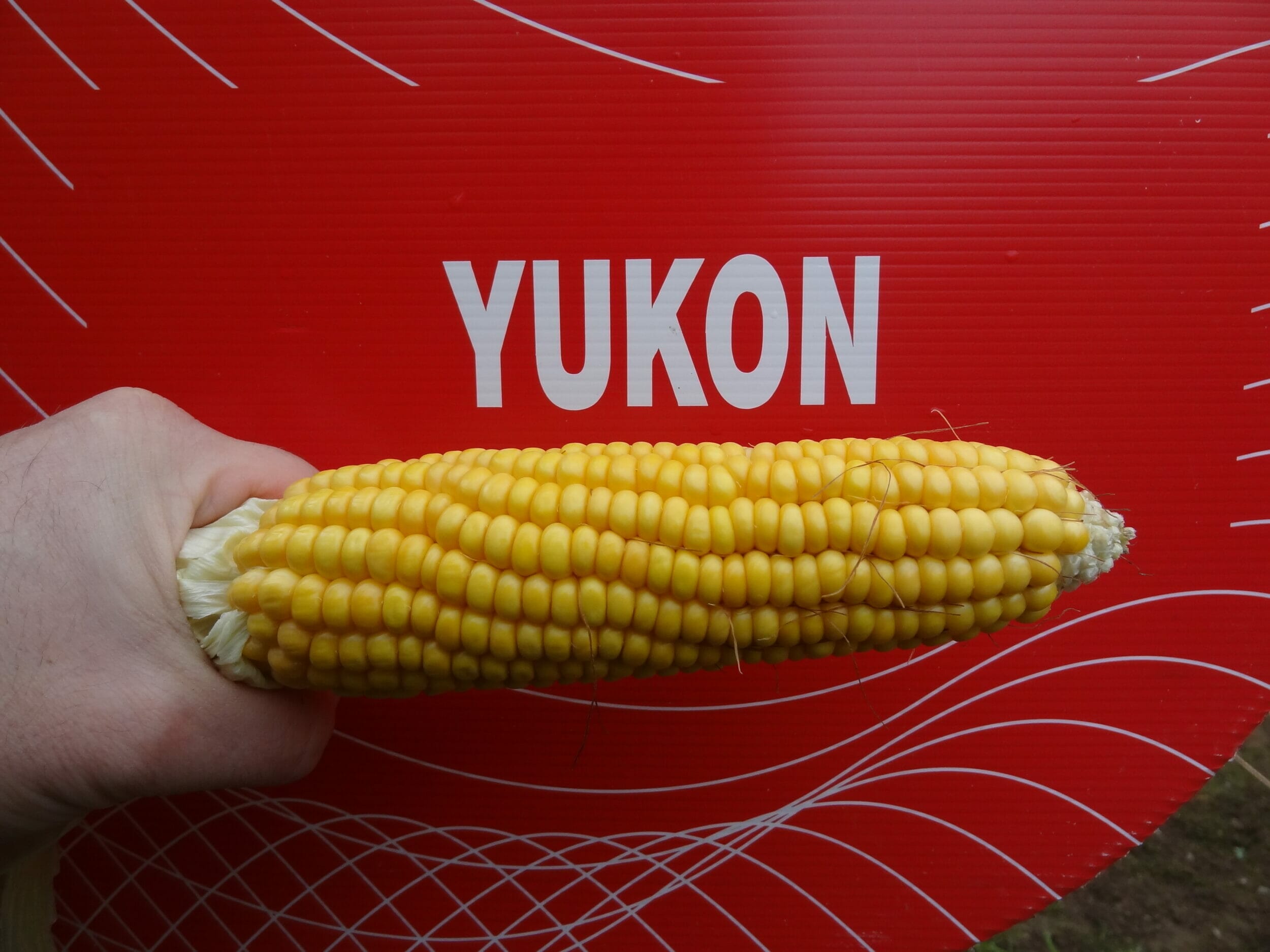 Yukon Maize