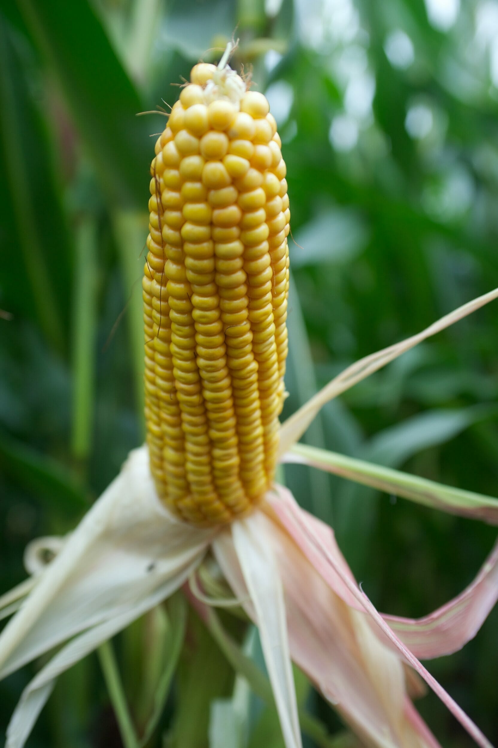 Fieldstar Maize
