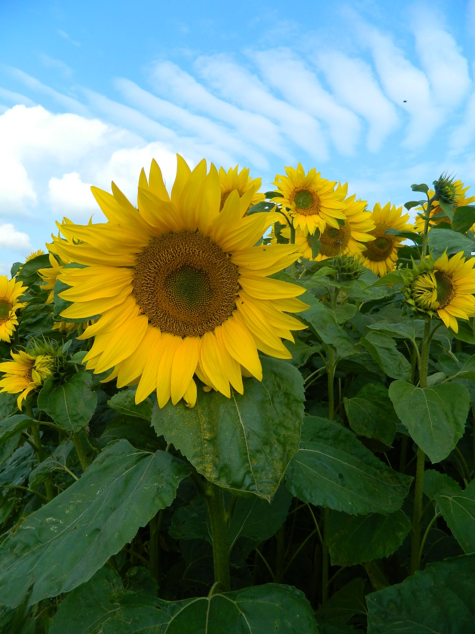 Sunspot sunflower