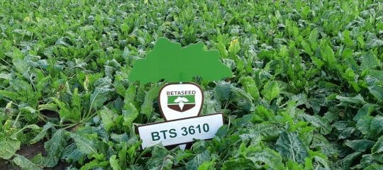 BTS 3610 Sugar beet