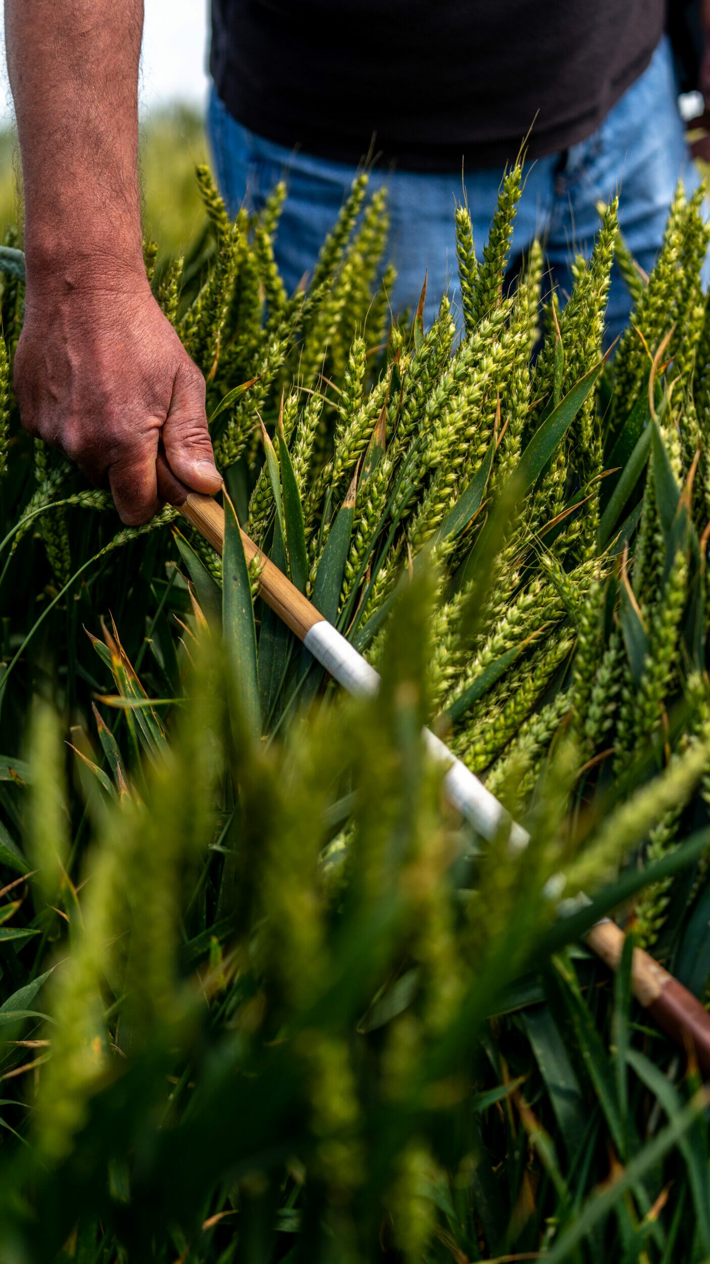 Inspecting wheat