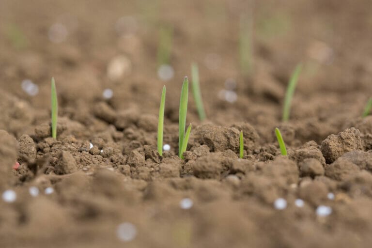 Experience_Innovation Thumb_Barley seedlings with Nitrogen