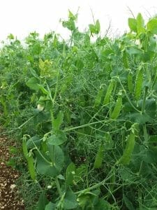 SASKATCHEWAN PULSE GROWERS AND LIMAGRAIN FIELD SEEDS FORGE A NEW PATH IN PLANT BREEDING FOR PULSES