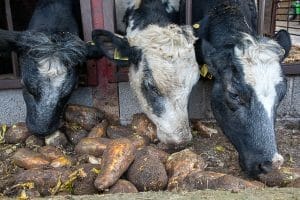 Farmer-Gordon-Tomley-cow-herd-eating-Robbos-fodder-beet