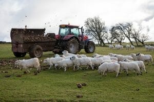 Farmer-Gordon-Tomley-feeding-Robbos-fodder-beet-to-his-sheep