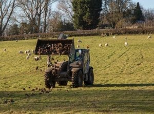Farmer-Richard-White-tipping-LG-Fosyma-fodder-beet-whole-from-tractor-to-feed-his-sheep-flock