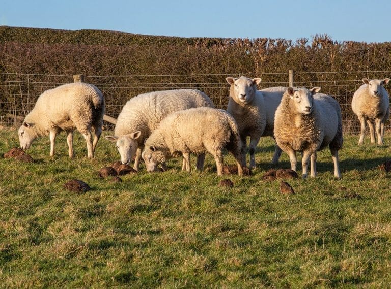 Sheep-feeding-on-LG-Fosyma-fodder-beet_Richard-White