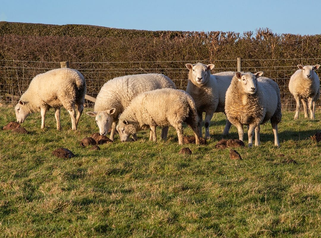 Sheep-feeding-on-LG-Fosyma-fodder-beet_Richard-White