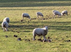 Sheep-grazing-on-LG-Fosyma-fodder-beet_Richard-White