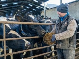 Farmer-Roger-James-feeding-silage-to-cows