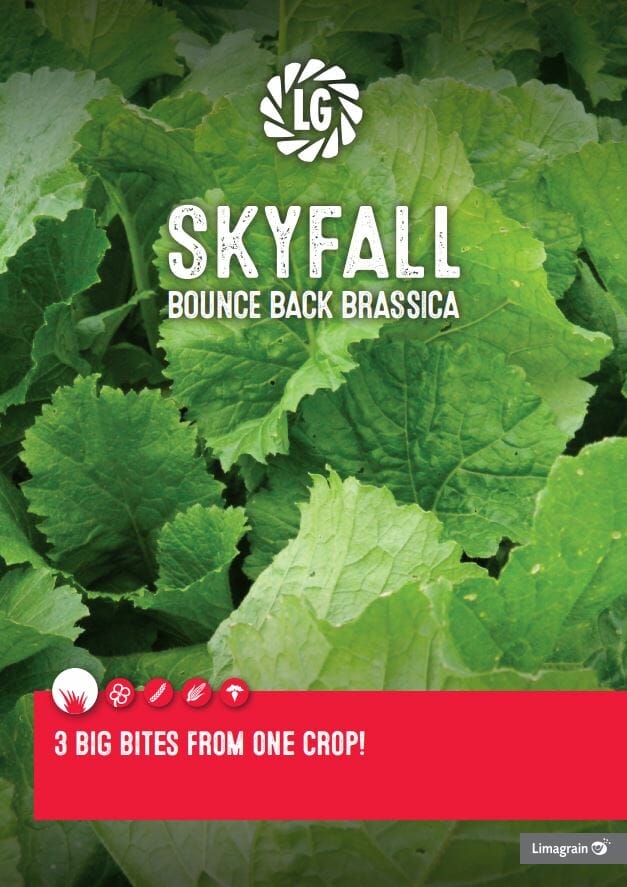 Skyfall bounce back brassica brochure front cover