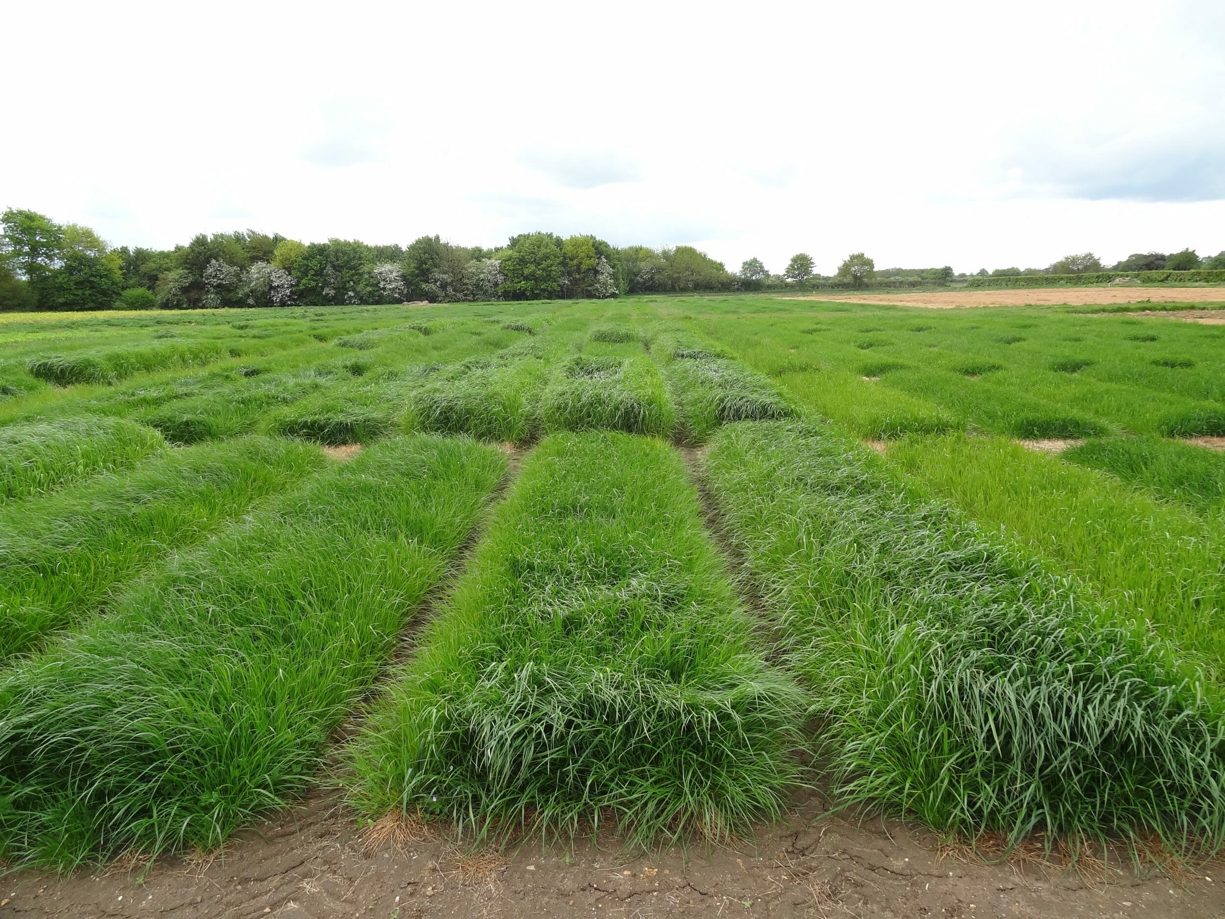 Limagrain UK Grass Trials (1)