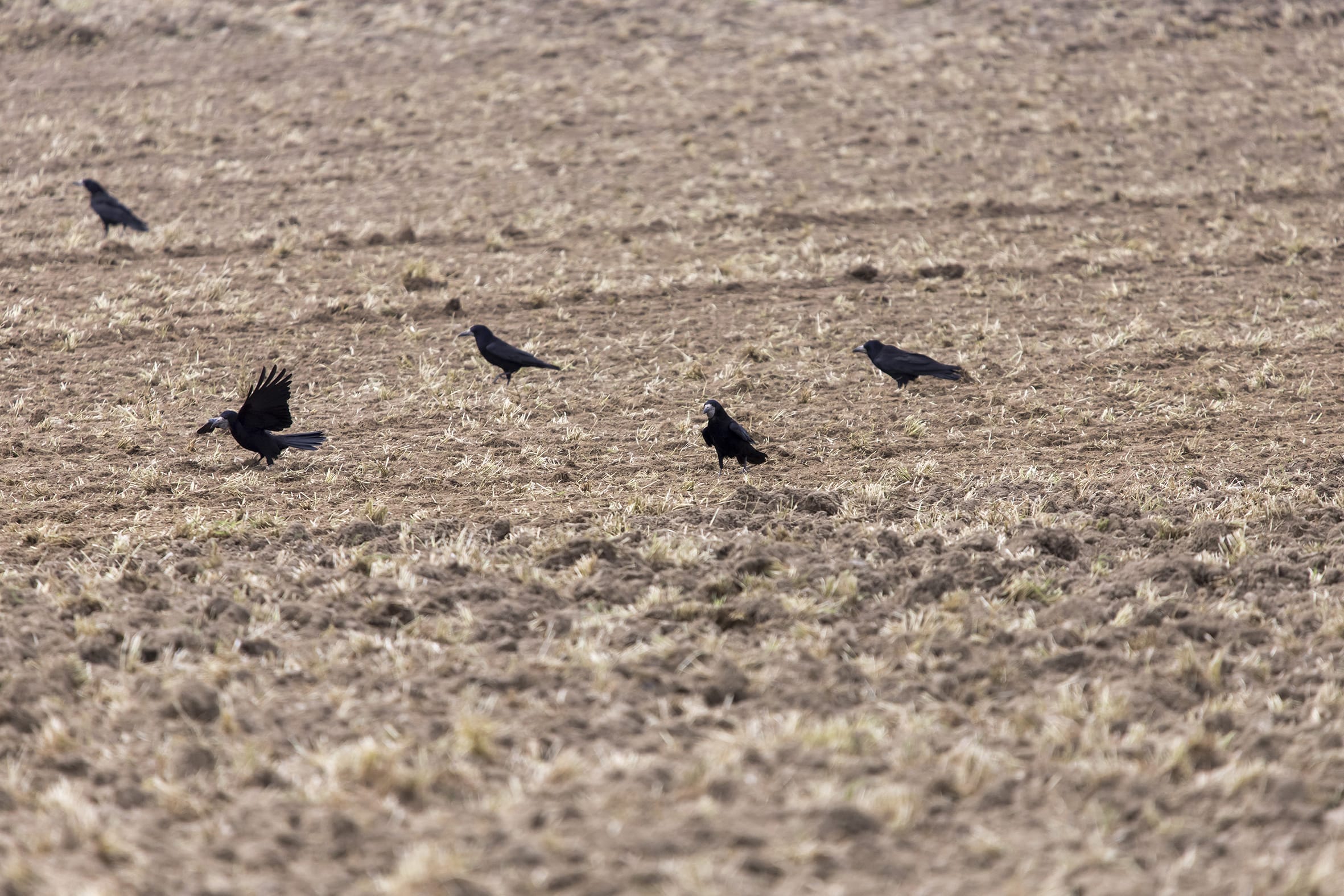 Corvids