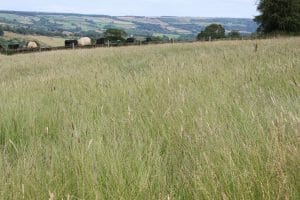 Farmer Andrew Hollings' LG Monarch Flexiscot crop