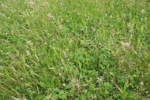 Farmer Andrew Hollings' LG Monarch Multispecies crop