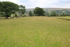 Farmer Andrew Hollings' LG Monarch Multispecies crop