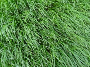 Italian ryegrass - LG Sinclair McGill Colossal