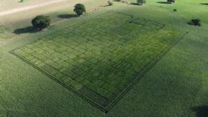 Limagrain maize trial plots as seen from a drone